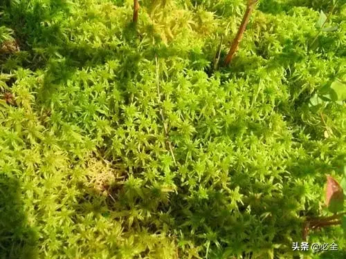 苔藓类植物有哪些(最好养的苔藓排行)