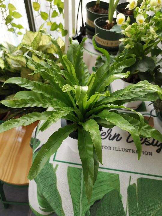 最耐阴的十大室内植物花名(客厅最好养的大型绿植)