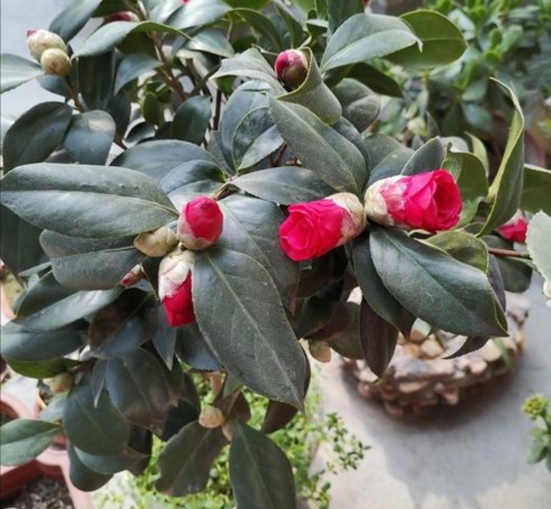冬天开什么花常见(北方冬季耐寒植物花卉)