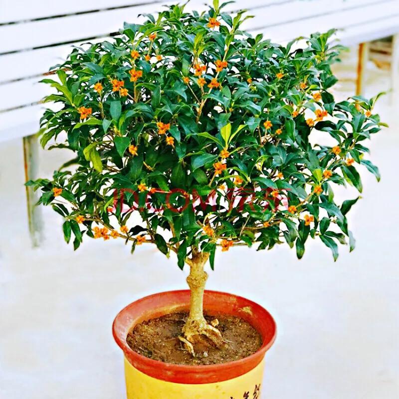 月月桂花养殖方法(桂花中最香的品种排名)