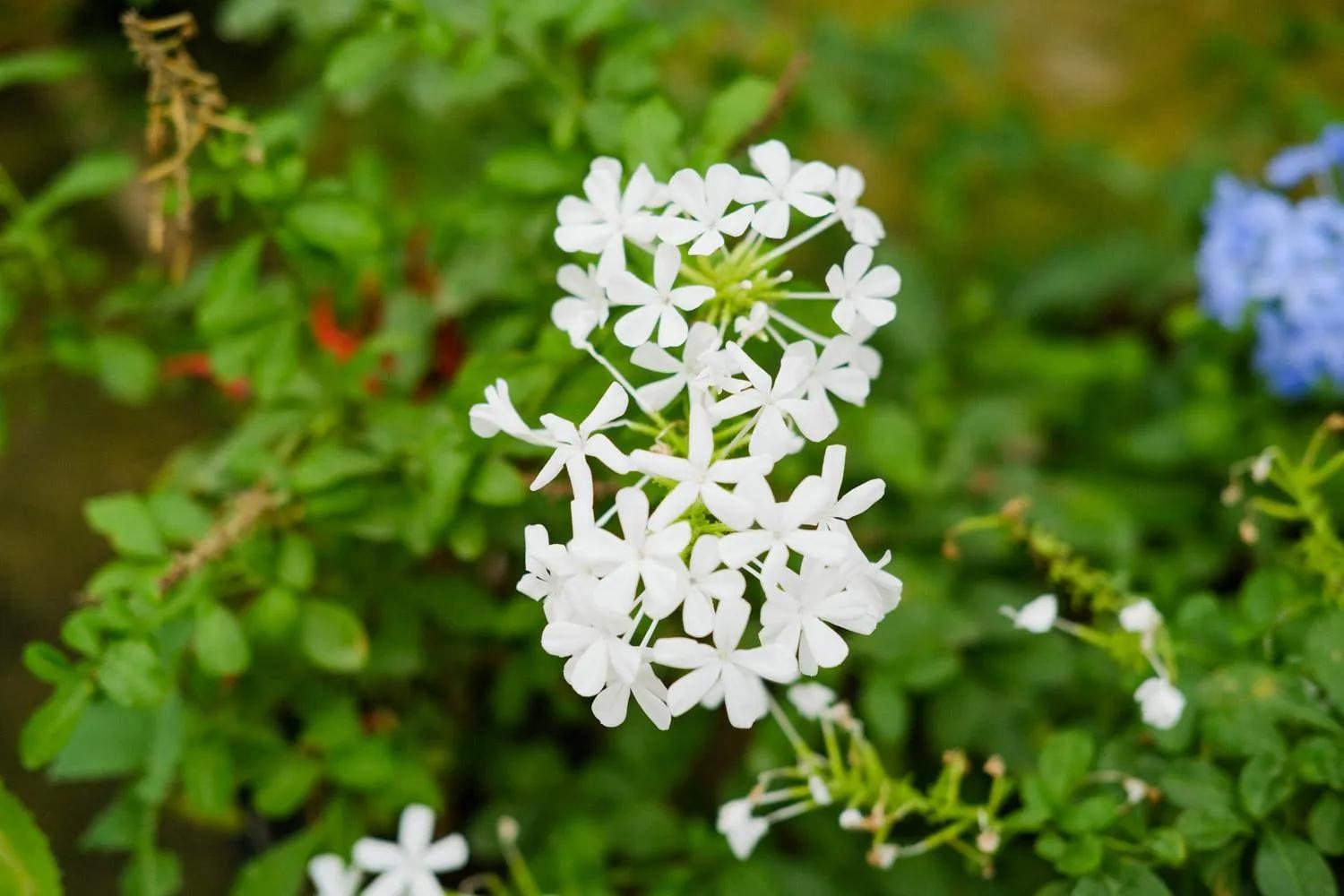 白雪花的养殖方法(详解白雪花开花时间)