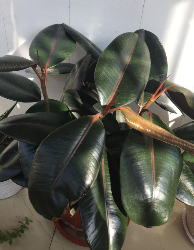 家中种什么植物可以净化空气(净化空气最好的植物排名)