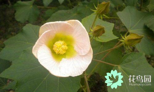 被子植物有哪些特点(常见的植物种类名称)