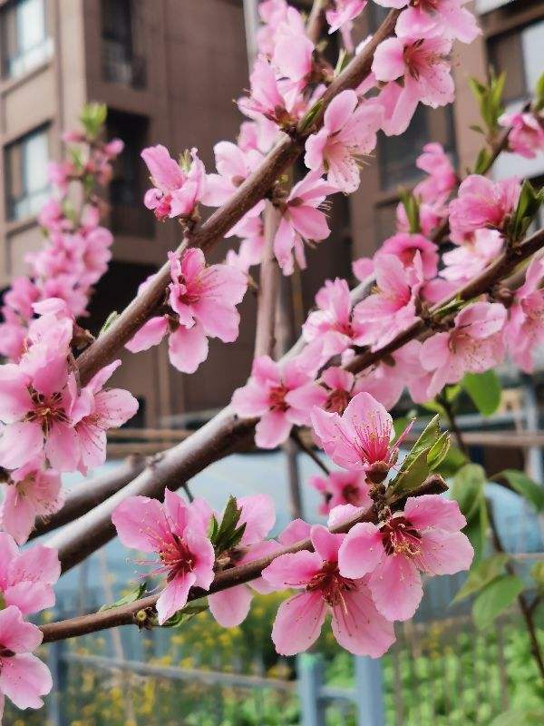 春天有哪些花开放(了解春天最具代表性的花)