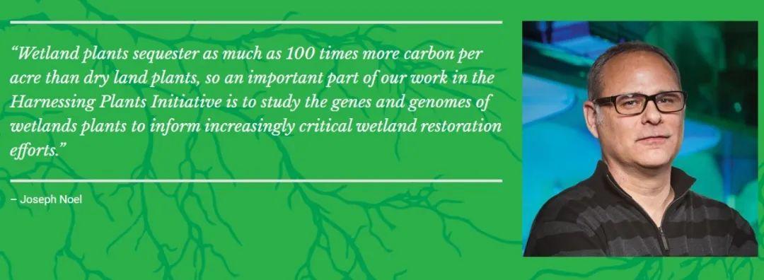 拟南芥是什么植物(关于拟南芥的研究价值)