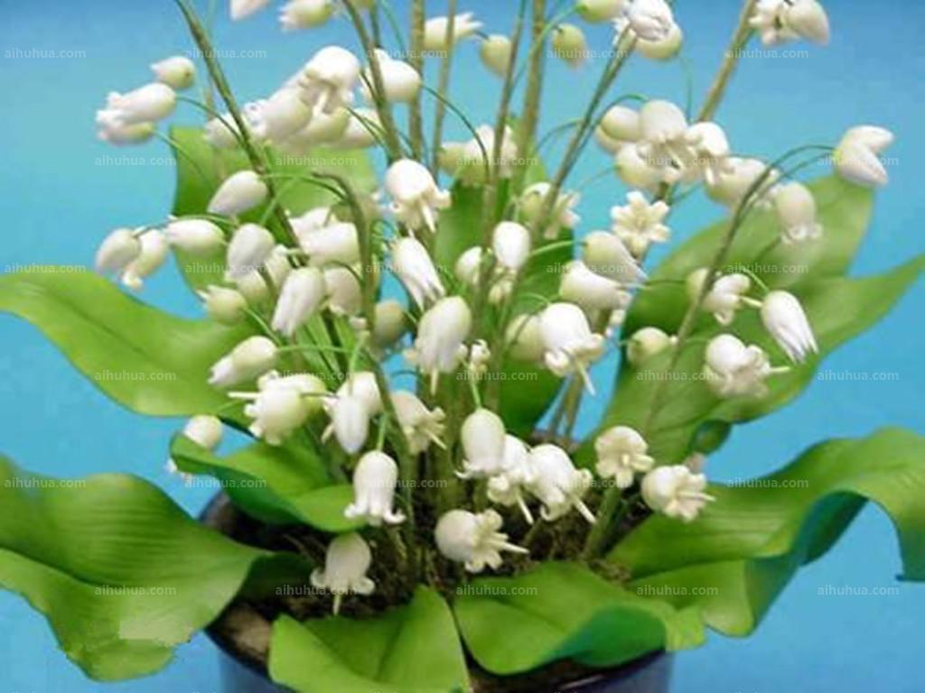 铃兰花的花语和传说(讲解铃兰花在中国的寓意)