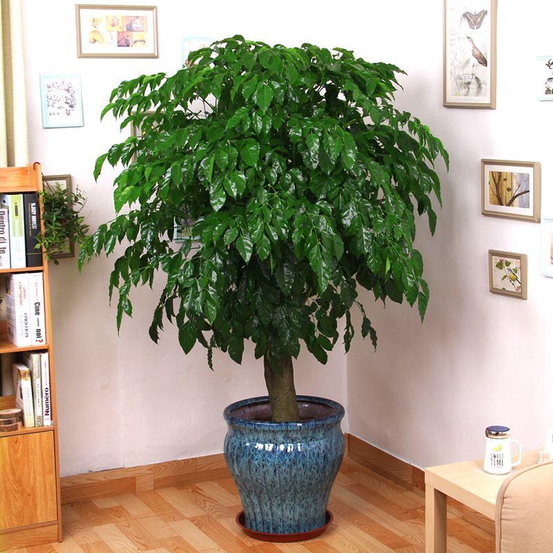 大型绿植有哪些(客厅最好养的大型绿植)