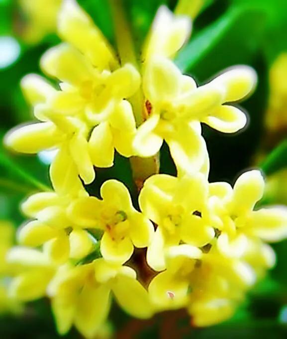 月月桂花养殖方法(桂花中最香的品种排名)