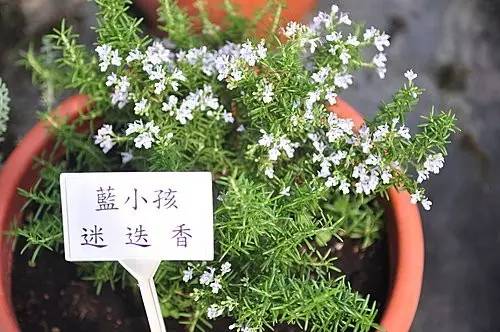 迷迭香的花语是什么(讲解迷迭香的种植方法)