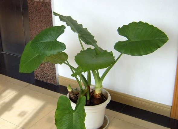 滴水观音花长什么样(滴水观音叶子发黄的原因)