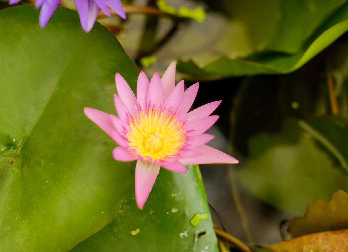 植物是怎么传播种子的(五种植物传播种子的方法)
