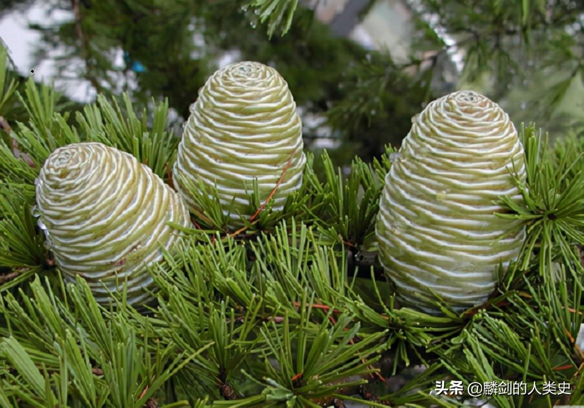 裸子植物什么时候出现(裸子植物的一生讲解)