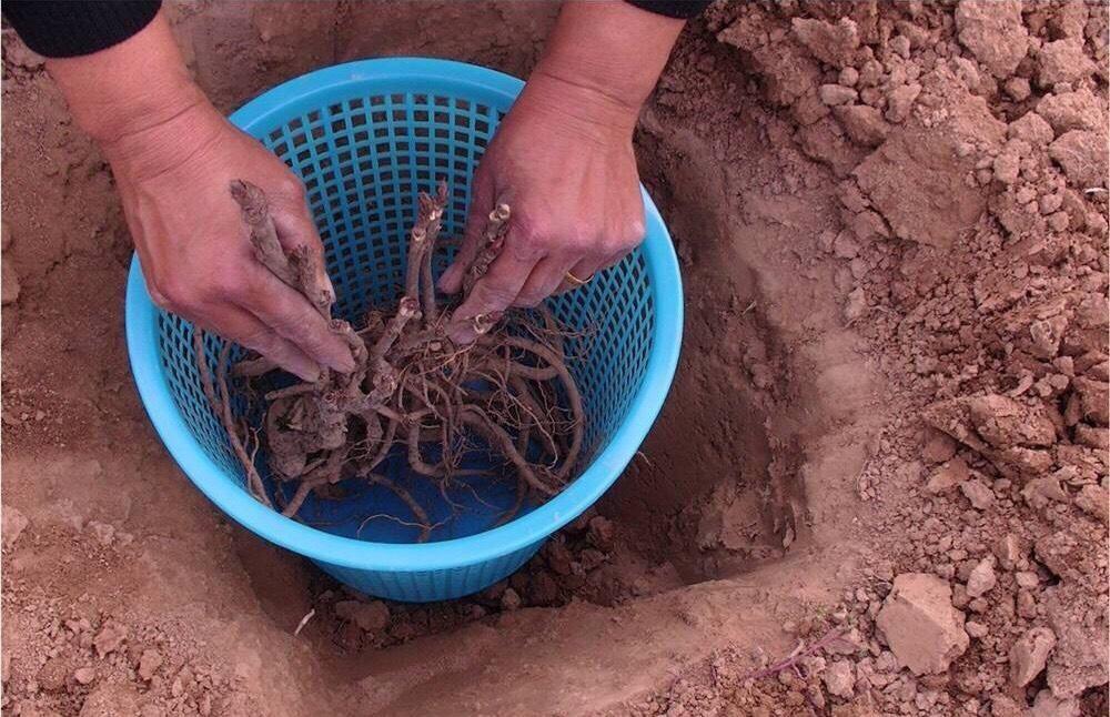 牡丹花怎么样才能长好