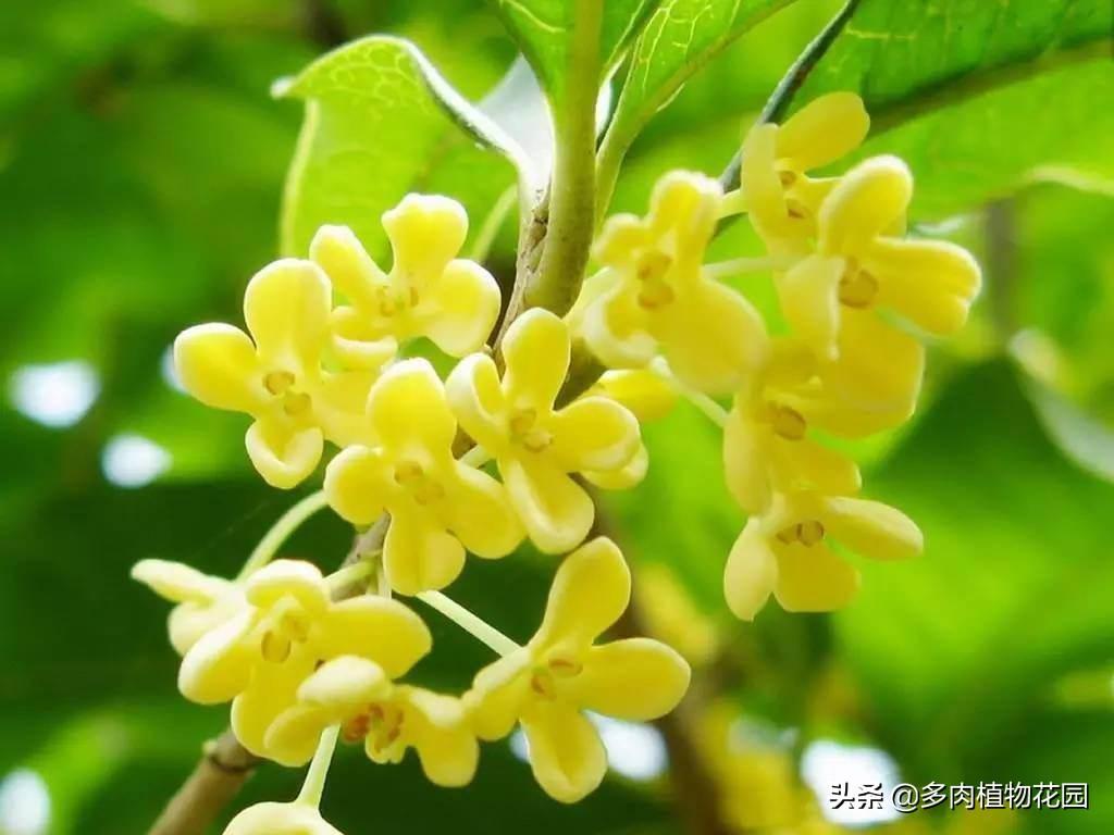 中国十大名花的象征意义(室内花卉品种植物大全)
