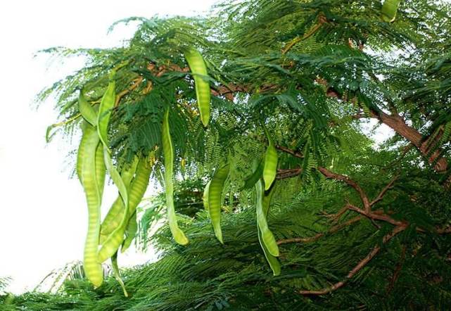 植物的茎是哪个部位(植物的茎的图片)