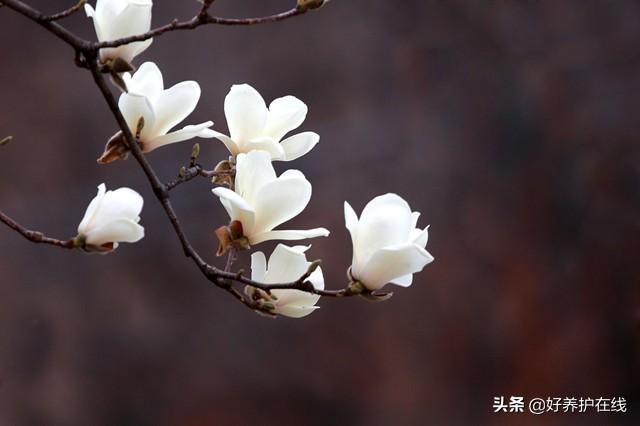 辛夷花和玉兰花的区别是什么(教你判断辛夷花与紫玉兰)