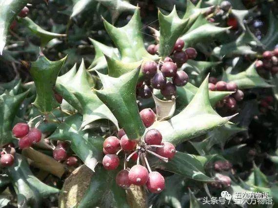 齿叶冬青生长环境(关于齿叶冬青别名)