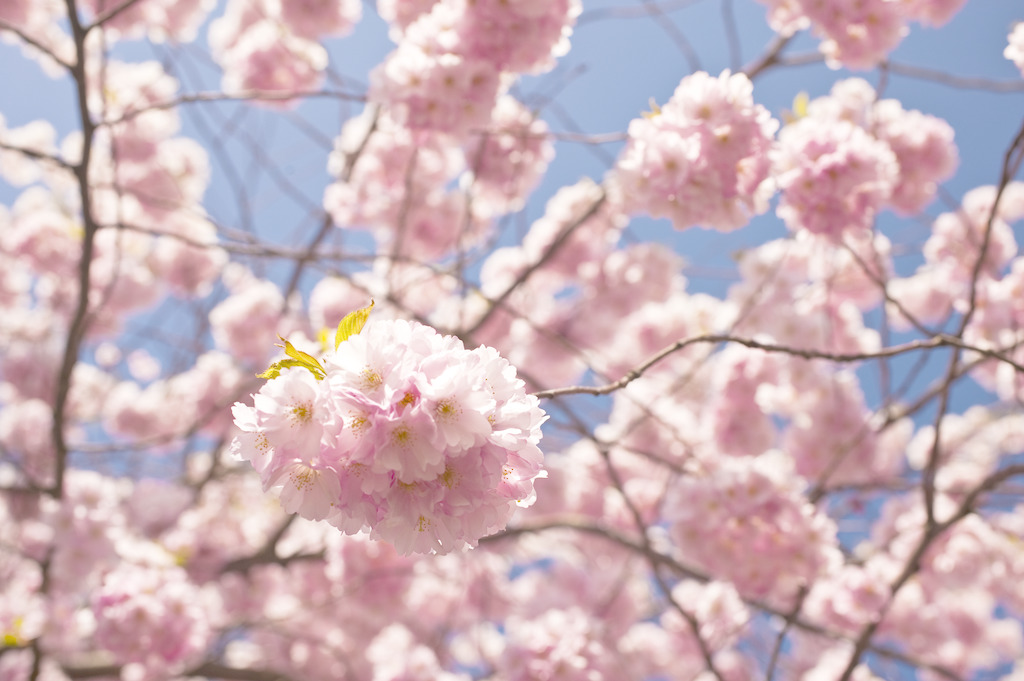 花种类和花语(常见送花的种类)