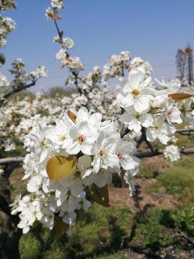 梨花是什么颜色的(梨花的象征意义)
