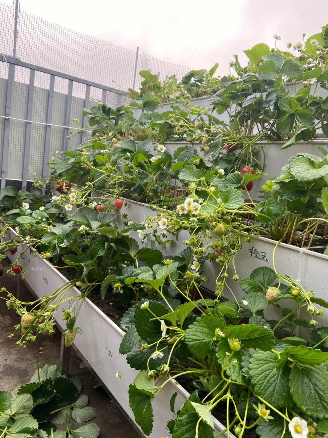 家庭种草莓的方法有哪些