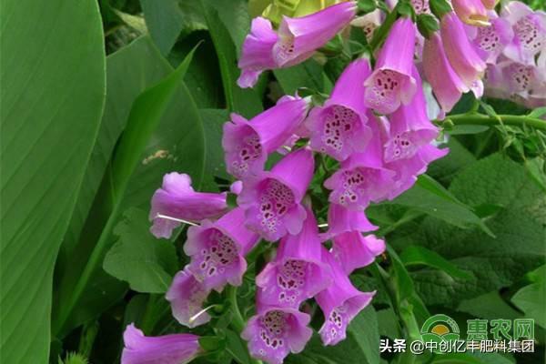 风铃草的花语和象征(关于风铃草延长花期技巧)