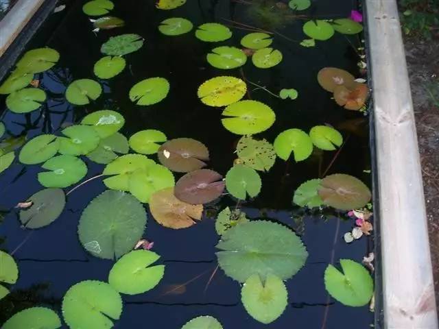 睡莲花期多久(详解睡莲养殖方法)