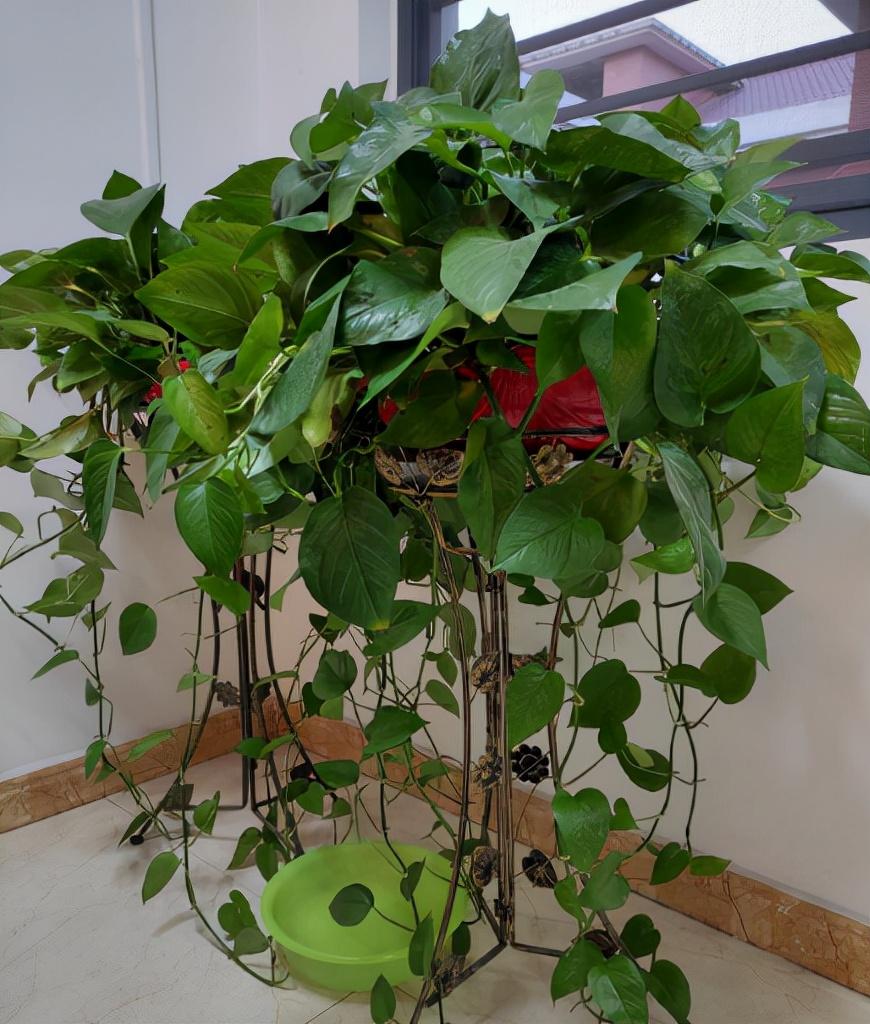 不需要阳光的室内植物有哪些(室内最好养的喜阴绿植推荐)