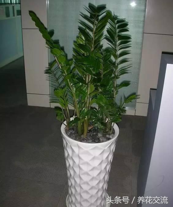 办公室寓意好的大型绿植有哪些(不需要阳光的办公室绿植)