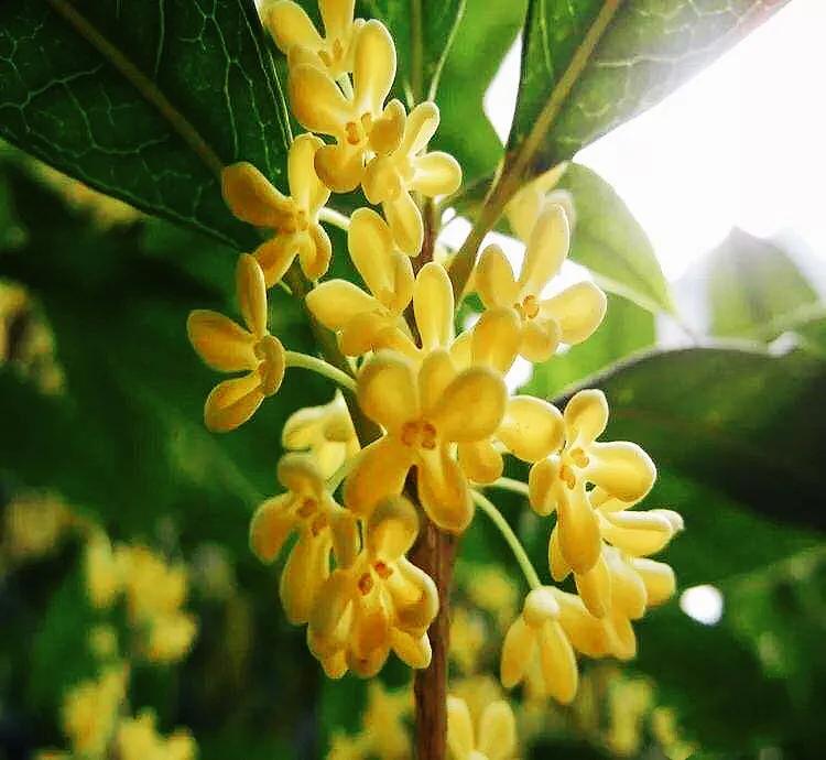 月月桂花养殖方法(桂花中最香的品种排名)