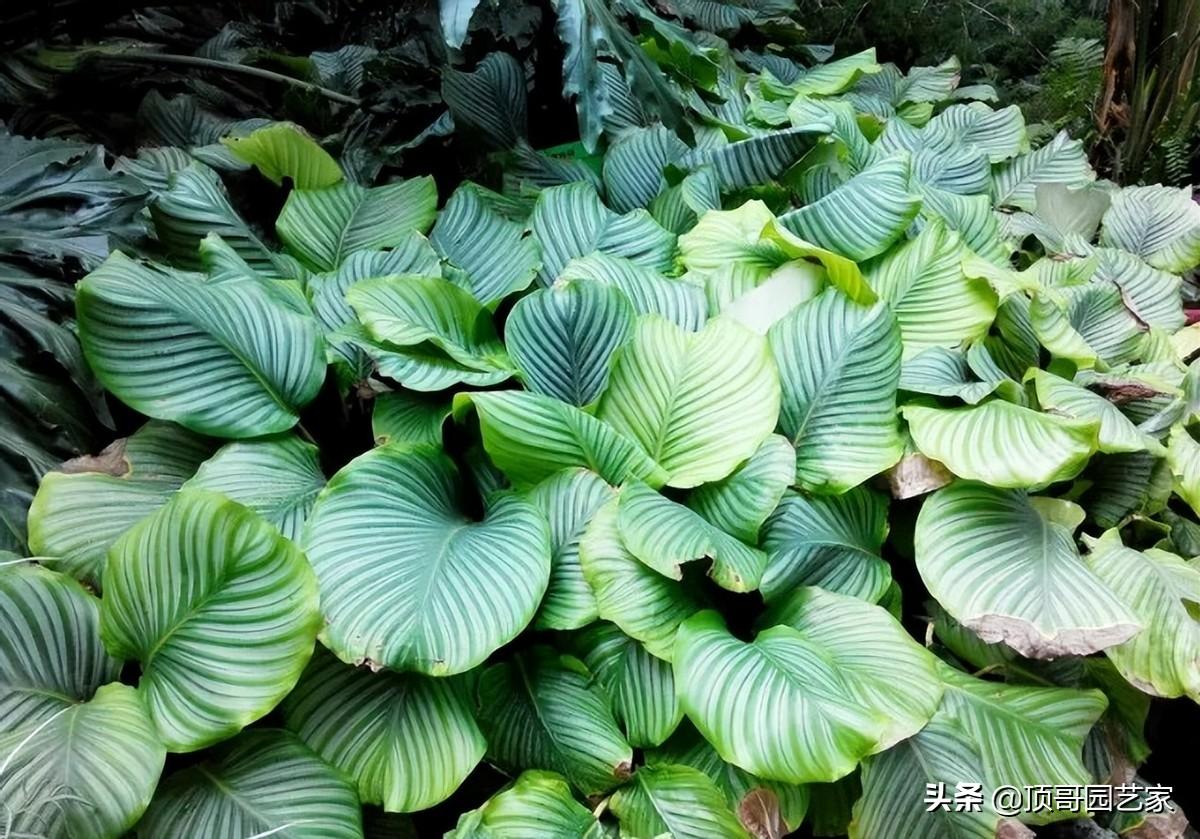 四季常绿的树有哪些(低矮四季常青的绿植)