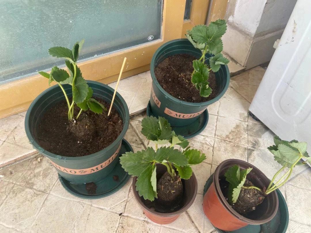 家庭种草莓的方法有哪些