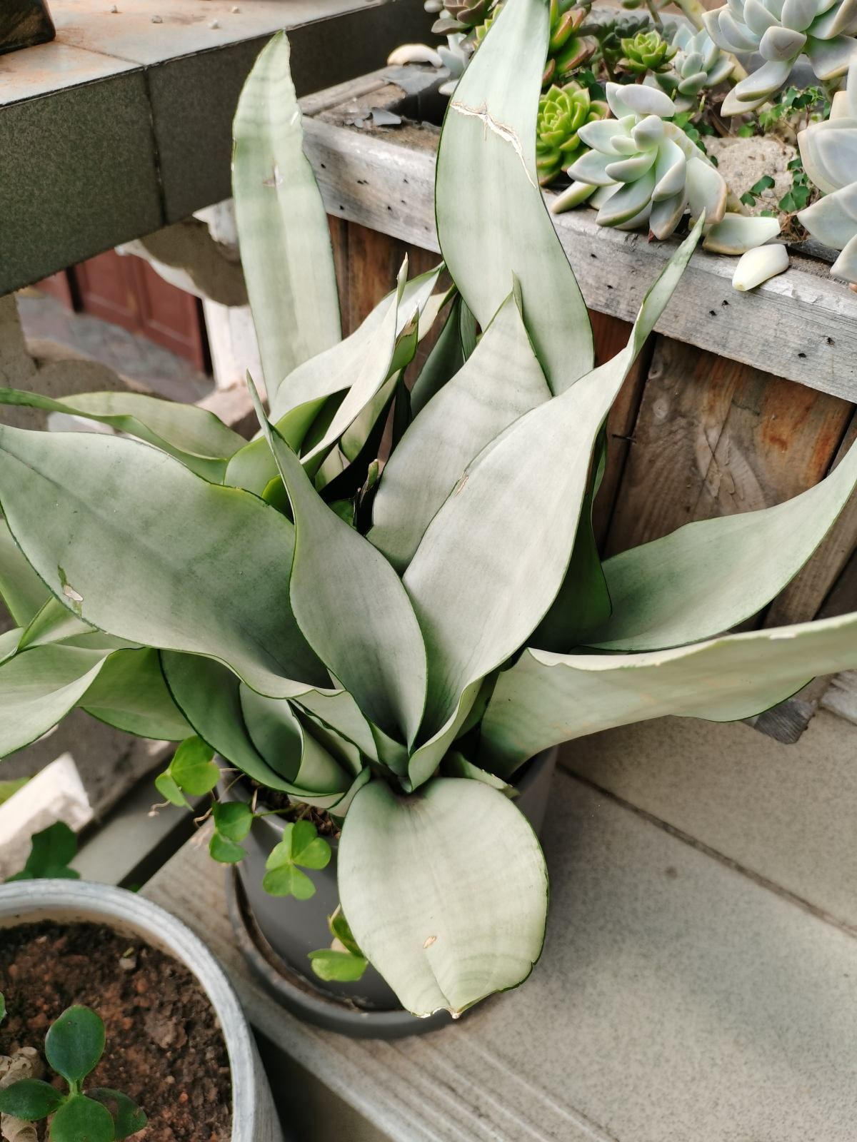 不需要阳光的室内植物有哪些(室内最好养的喜阴绿植推荐)