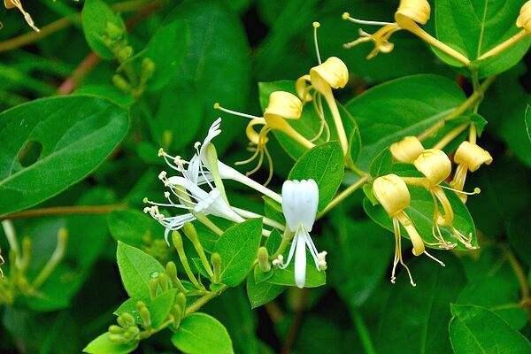 金银花如何种植方法和技巧