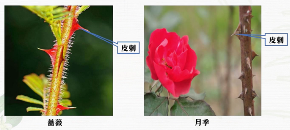 什么属于变态茎类(详解变态根的植物)