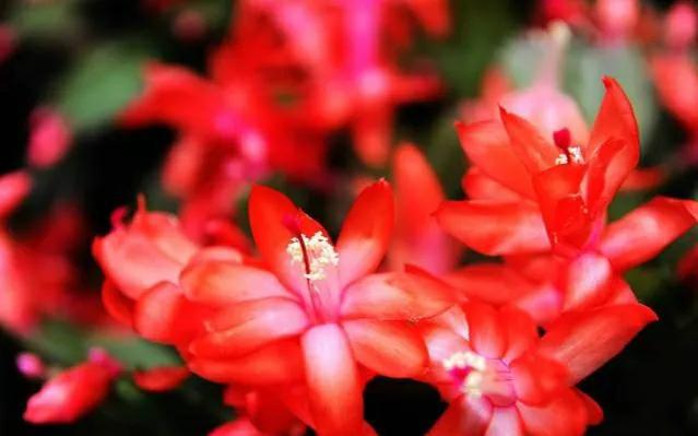 红色的花有哪些名称(红色花植物名大全)