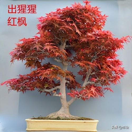 秋天枫叶的特点（关于枫叶的外形描写）