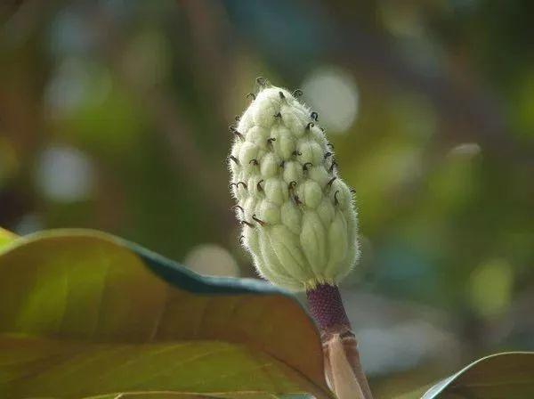 广玉兰的资料及介绍(最贵玉兰花的品种)