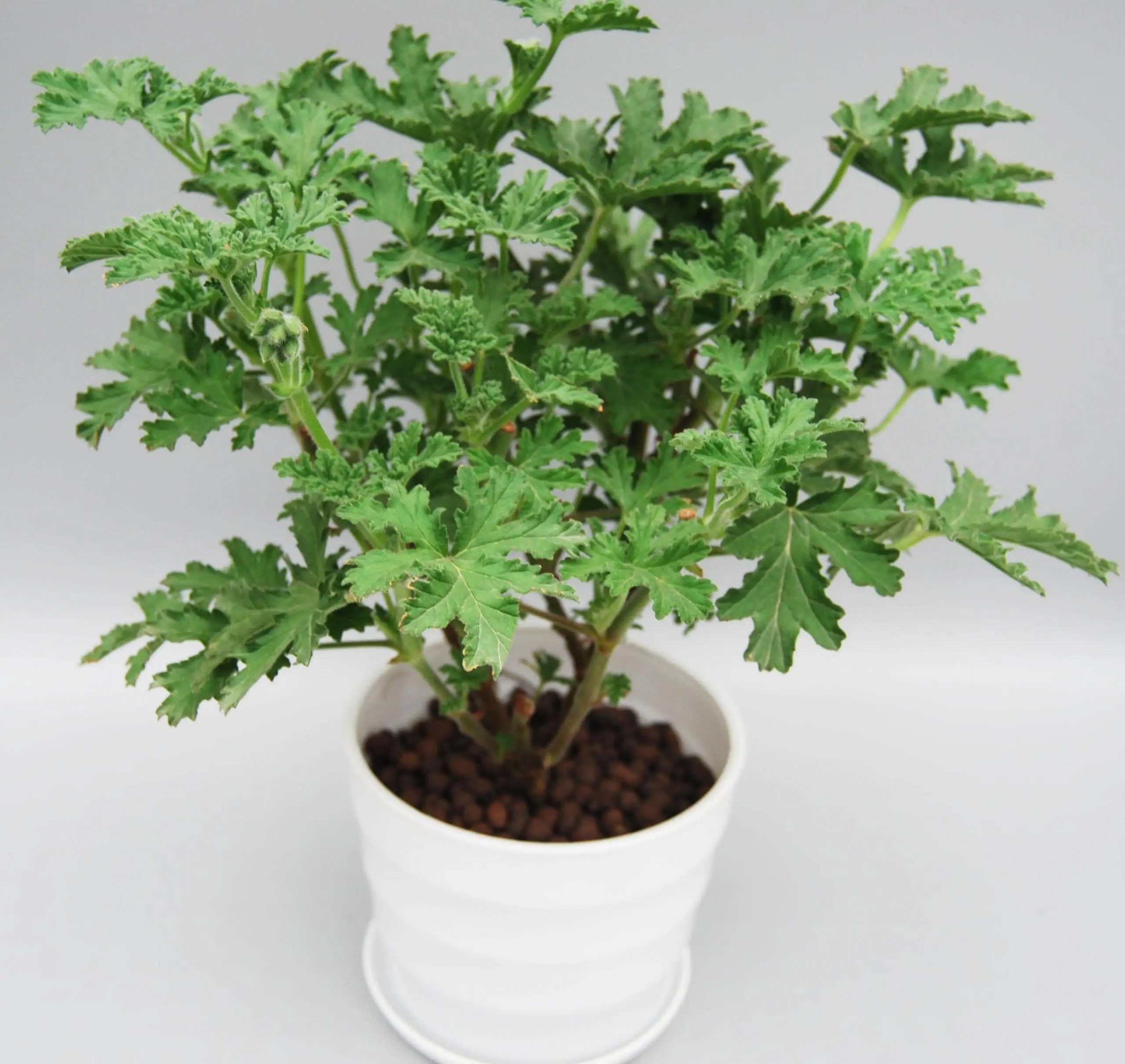 驱蚊草怎么养才能养好(推荐防蚊的植物花卉)