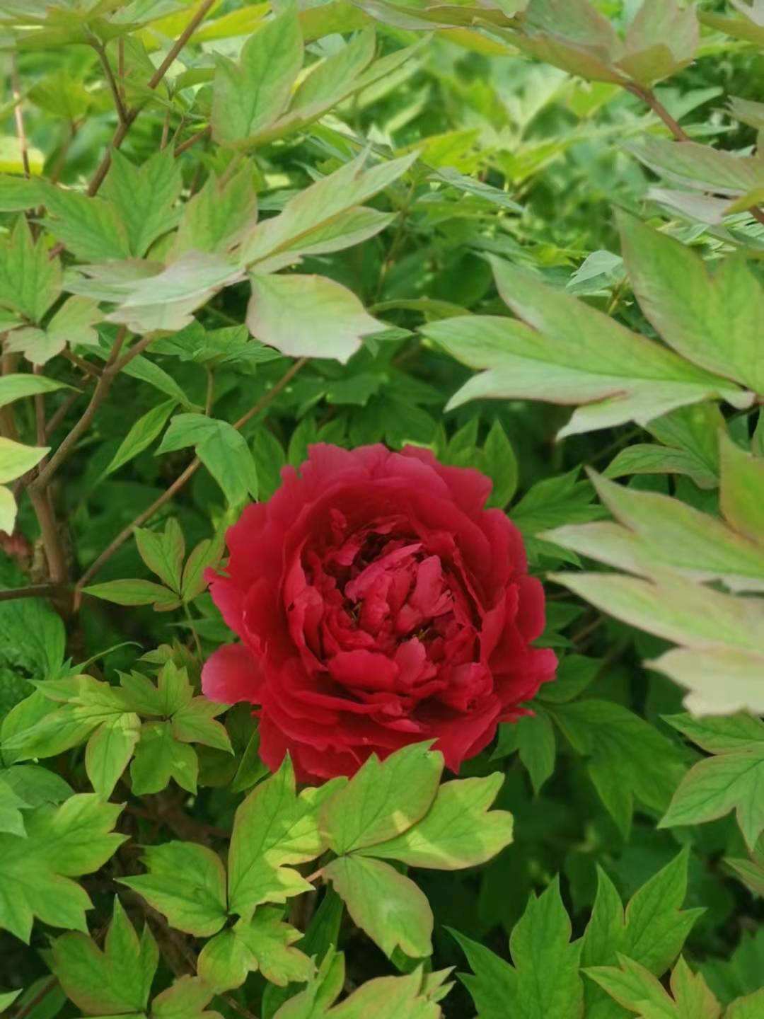 花中之王指的是什么花(花王牡丹的介绍)