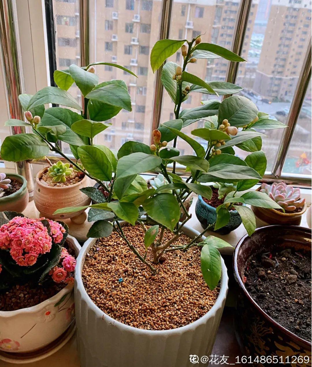 卧室放什么植物最好健康(适合放在卧室的植物和花)