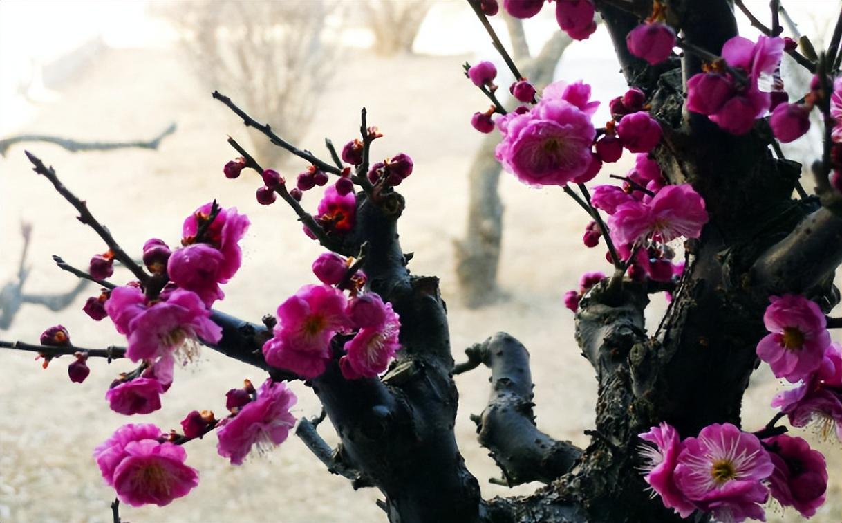 鲜花种类名称(花店常用鲜花品种)