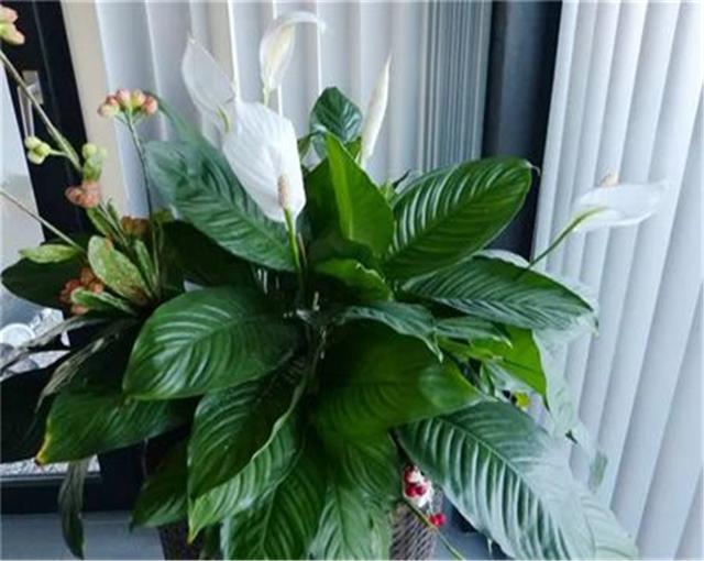 适合家里养的吉祥花卉有哪些