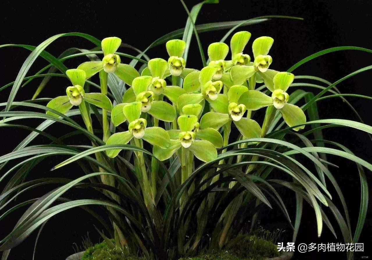 中国十大名花的象征意义(室内花卉品种植物大全)