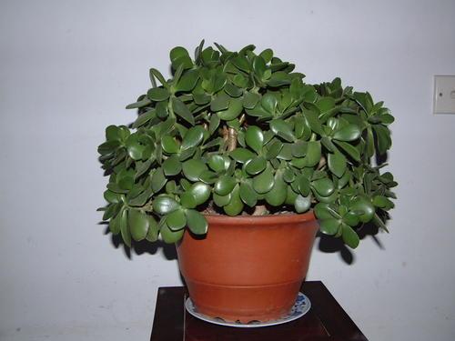 热带植物有哪些种类(常见热带植物图片及名称)