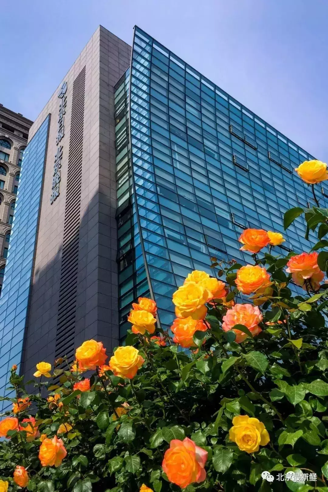 北京市花是什么花(北京的代表花介绍)