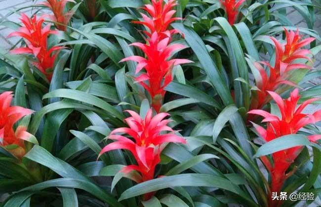 凤梨花叶子发黄怎么办(讲解植物枯黄掉叶的原因)