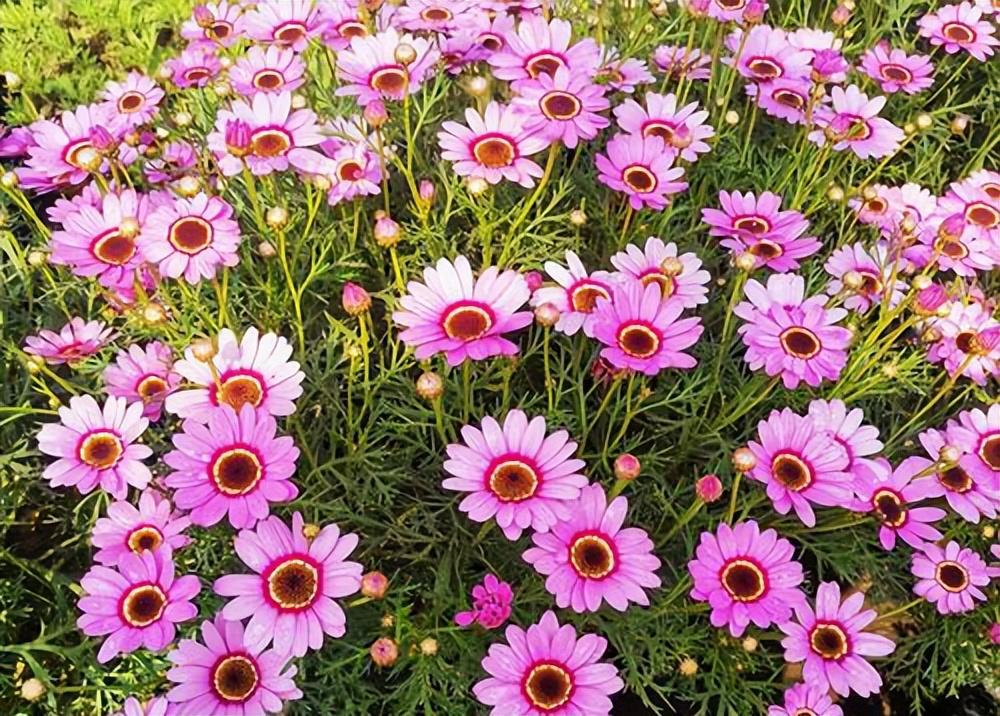 室内阳台种什么花好看又好养(最好养的阳台植物)