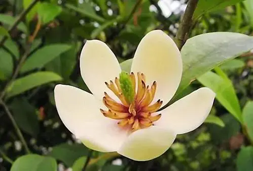 三月开什么花什么特点(盘点三月份开花的植物)