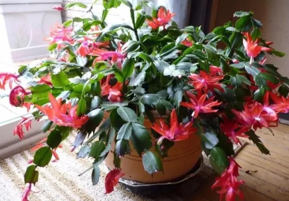冬天开的花有哪些(适合冬天养的花和植物)