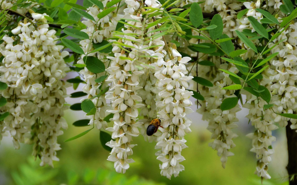 紫槐花什么时候开花（北方庭院耐寒观赏花树）